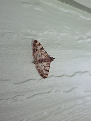 Dysallacta negatalis