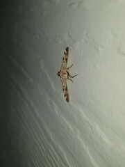 Dysallacta negatalis