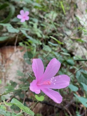 Hibiscus pedunculatus