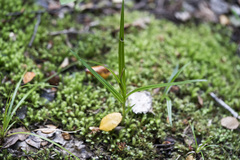 Pterostylis irsoniana