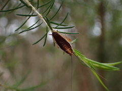 Balta bicolor