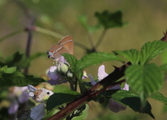 Satyrium spini