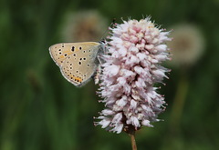 Lycaena hippothoe