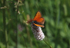 Lycaena hippothoe