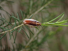 Balta bicolor