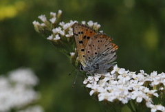 Lycaena alciphron