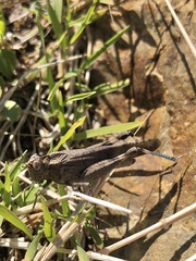 Lactista gibbosus