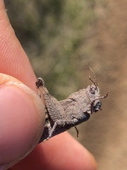 Lactista gibbosus