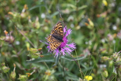 Melitaea phoebe