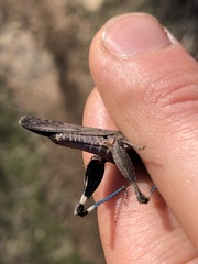 Lactista gibbosus