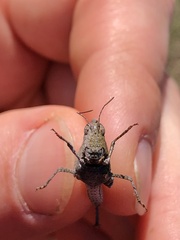 Lactista gibbosus