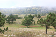 Pinus nigra pallasiana