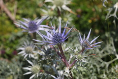 Eryngium bourgatii