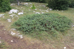 Juniperus communis hemisphaerica