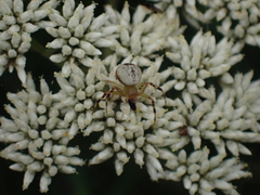 Australomisidia pilula