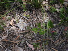 Xanthosia rotundifolia