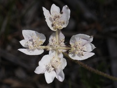 Xanthosia rotundifolia
