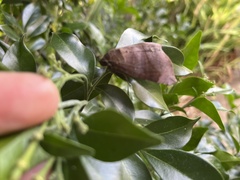 Bastilla
