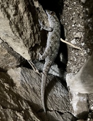 Tarentola gomerensis