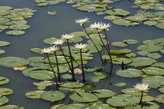 Nymphaea gracilis