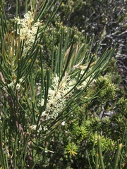Hakea lissosperma