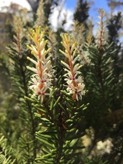 Orites revolutus