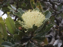 Banksia ilicifolia