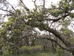 Banksia ilicifolia