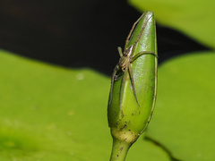 Dolomedes facetus