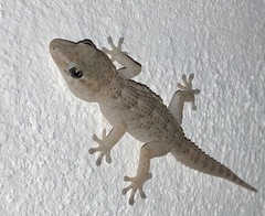 Tarentola delalandii
