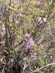 Melaleuca gibbosa