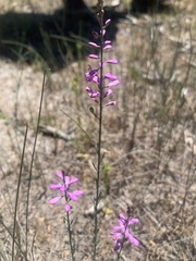 Comesperma polygaloides