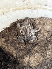 Limnodynastes dumerilii insularis