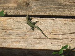 Phoenicolacerta troodica