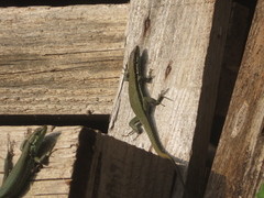 Phoenicolacerta troodica