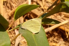Pieris brassicae