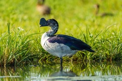 Sarkidiornis melanotos