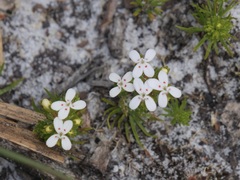 Stylidium guttatum