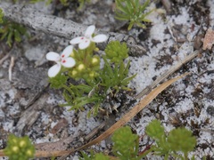 Stylidium guttatum