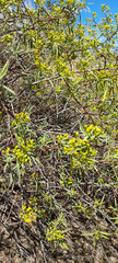 Barkleyanthus salicifolius