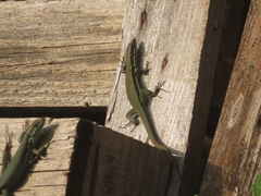 Phoenicolacerta troodica