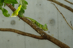 Chamaeleo calyptratus