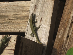 Phoenicolacerta troodica