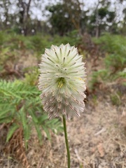 Ptilotus macrocephalus