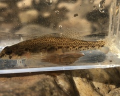 Etheostoma podostemone