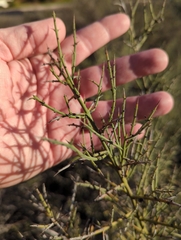Adolphia californica