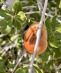 Andricus quercuscalifornicus