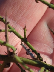Adolphia californica