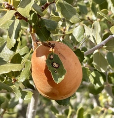 Andricus quercuscalifornicus