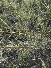 Adolphia californica